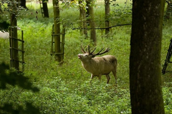 Říje bílých jelenů