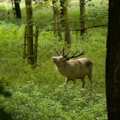 Říje bílých jelenů