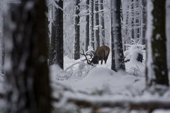 To byl první pohled,měl jsem jak vy říkáte-zimomriavky!