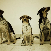 Výstava psů Trenčín