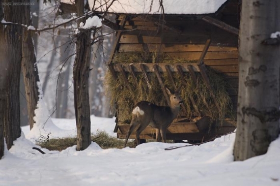 Tohle byl můj fotografický sen-vyfotit v zimě srnce-srnu u krmelce