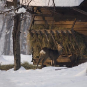 Tohle byl můj fotografický sen-vyfotit v zimě srnce-srnu u krmelce