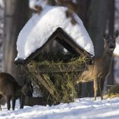 Seno jim chutná....