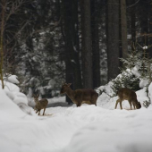 Daňci a srnčí společně...
