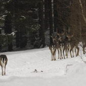 Dnešní setkání s daňky...