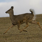 Sčítání zvěře-Jelenec běloocasý