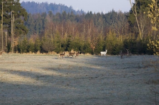 Bílá laň ve volnosti- prý jestli jsem neviděl kozu po opici