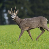 Jarní,opatrný srnec