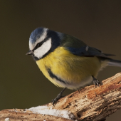 Modřinka-moje nejoblíbenější sýkora...