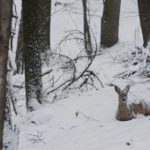 Srnčí sněhulák...