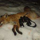 Prvý lišiak v r. 2015