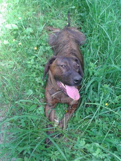 lessie bude mať rok