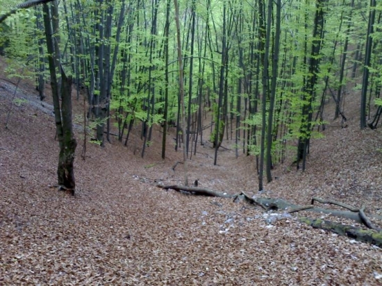 v bukovom lese...v strmine