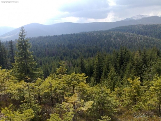 lesy pod královou holou od juhovýchodu