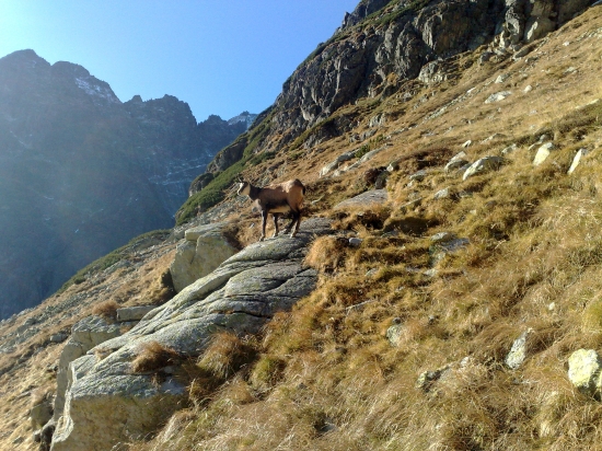 v.tatry ...červena dolinka