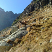 v.tatry ...červena dolinka