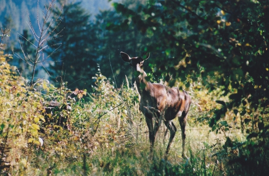 zvedavá