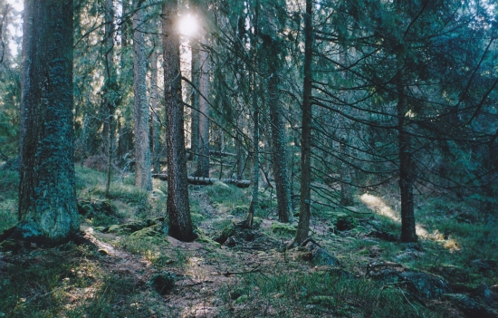 forest