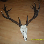 NEPRAVIDELNY 18 TORAK