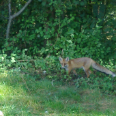 Prišla za nami keď sme boli na rybach.