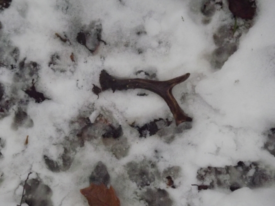 Včerajší čerstvý