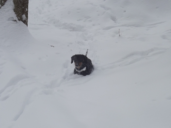 Aj psíkovia to majú v zime ťažké