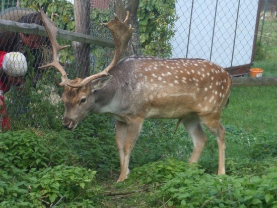 Trebichava