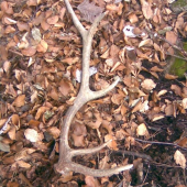 dnes sa opäť zadarilo, tohtoročný