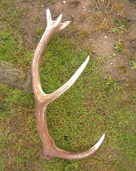 kamarátov 10-torák