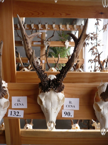 CHP-ZM....123,95bod. CIC.....vek 8.r