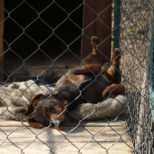 to je... vegáč!:-)