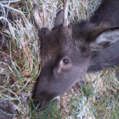 Sika