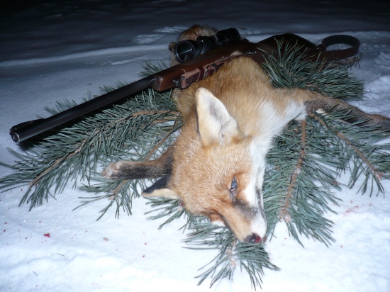 prvý lišiačik  v sezone