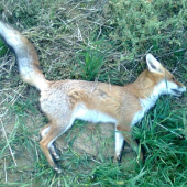 Jesenné ráno   cca 120m