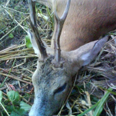 Srnes II. VT- 4. ročný