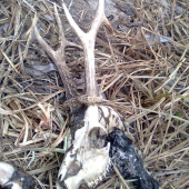 dnes na prechádzke - úhyn