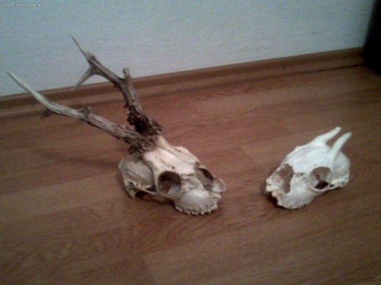 úhyny po ošetrení