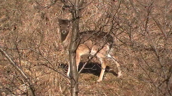 danielča