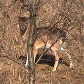 danielča