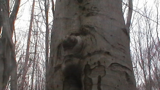 ...taký stromček...