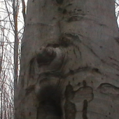 ...taký stromček...