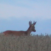 ... srnec v žite ...