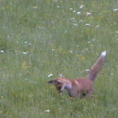 kde je myška - tam je líška