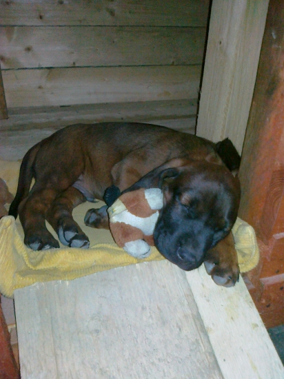 ...ešte šteniatko...