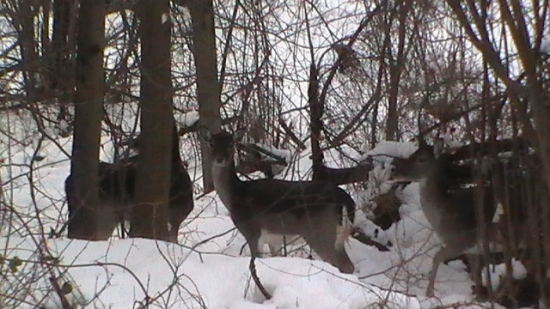 dančie - ,, dámska jazda ,,