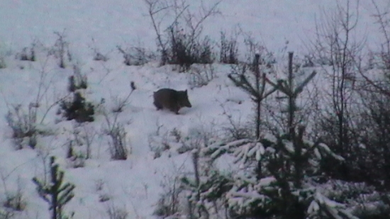 ...bez chvostíka ...