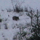 ...bez chvostíka ...