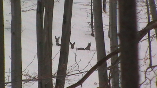 veru sa im zle brodilo