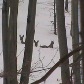 veru sa im zle brodilo