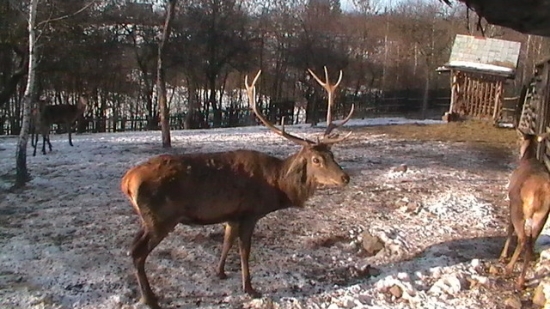 ... kráľ hôr v rezervácii ...